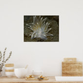Poster van Alabaster Nudibranch (Dirona albolineat (Keuken)