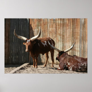 Poster van Ankole-Watusi-runderen