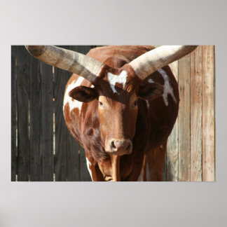 Poster van Ankole-Watusi-runderen