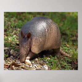 Poster van Armadillo
