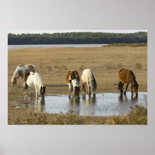 Poster van Assateague Ponies (Voorkant)