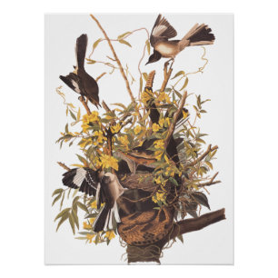 Poster van Audubon's Mockingbird Perfect Poster