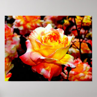 Poster van beschilderd Roos