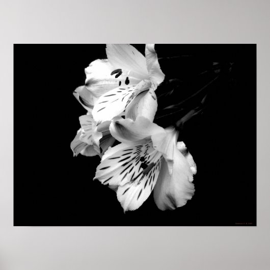 Poster van Black en White Alstroemeria Lily (Voorkant)