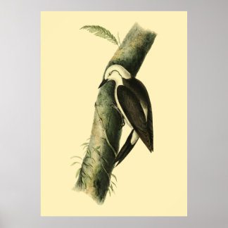 Poster van Black & White Woodpecker