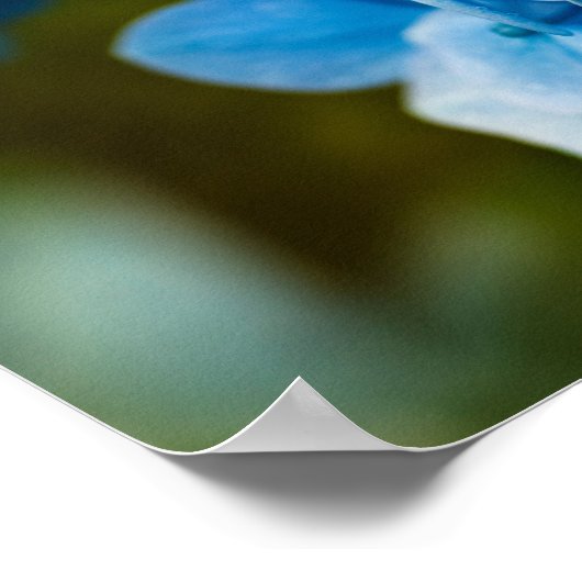 Poster van blauwe hydrangea (Hoek)