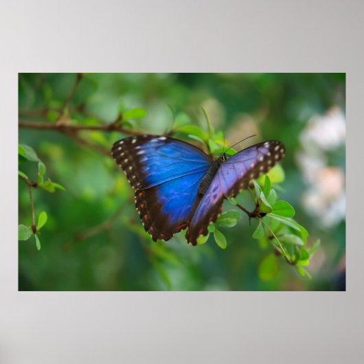 Poster van Blauwe Vlinder (Voorkant)