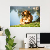 Poster van Boerboel-hond (Thuiskantoor)