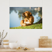 Poster van Boerboel-hond (Keuken)
