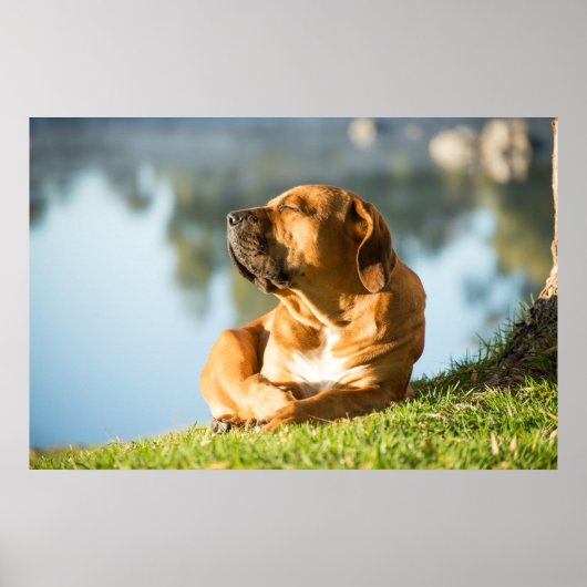 Poster van Boerboel-hond (Voorkant)
