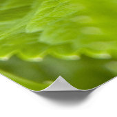 Poster van boomkikker (Hoek)