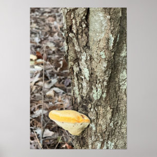 Poster van boompaddestoelen