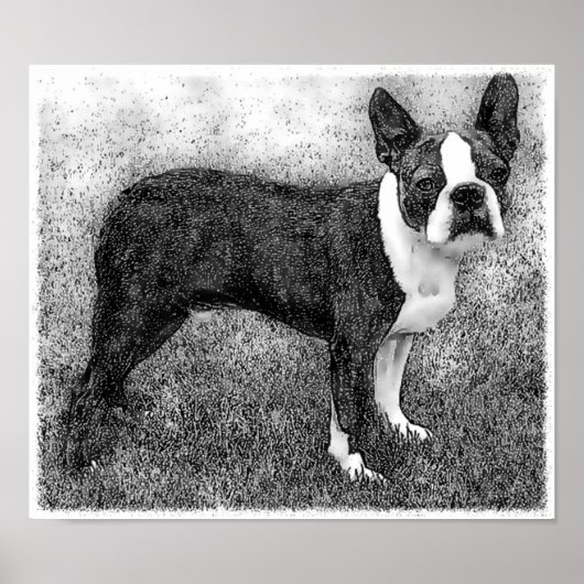 Poster van Boston Terrier Print (Voorkant)