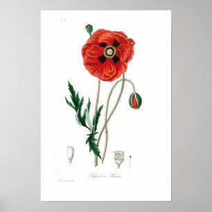 POSTER VAN BOTANISCHE POPPIËLE ILLUSTRATIE