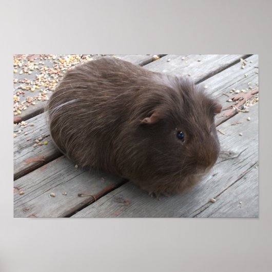 Poster van Brown Guinea Pig (Voorkant)