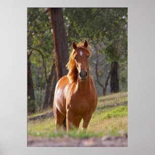 Poster van bruin paard