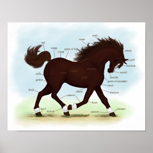 Poster van bruine paardenblaze en sokken voor anat (Voorkant)