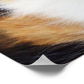 Poster van Calico-katten (Hoek)