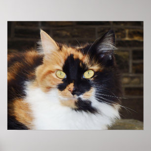 Poster van Calico-katten
