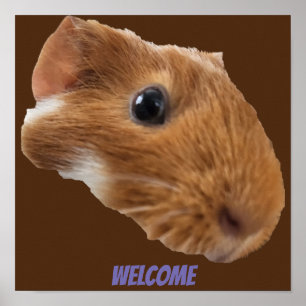 poster van cavia ' s
