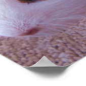 Poster van cavia's (Hoek)