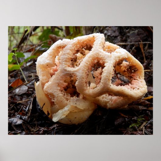 Poster van Clathrus ruber (Voorkant)