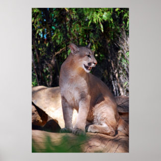 Poster van cougar