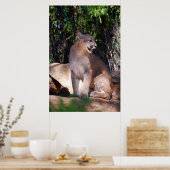 Poster van cougar (Keuken)