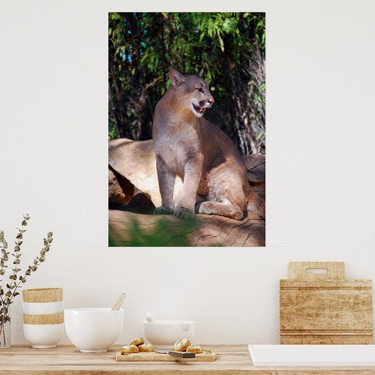 Poster van cougar (Keuken)