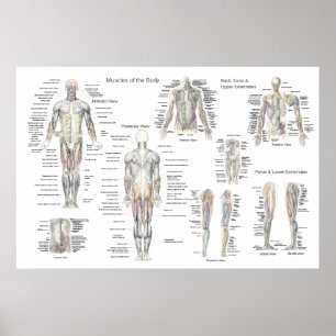 Poster van de anatomie - Anterieur, Posterior & De