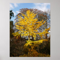 Poster van de Boom Ginkgo Biloba