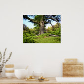 Poster van de Cedar-of-Libanon-boom (Keuken)
