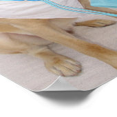 Poster van de dierenarts (Hoek)