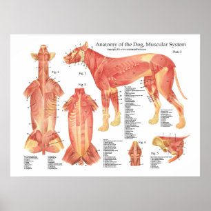 Poster van de Dog Musculair Anatomie