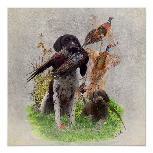 Poster van de Duitse Shorthaired Pointers (SAP) Perfect Poster (Voorkant)