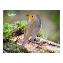 Poster van de Europese Robin on log