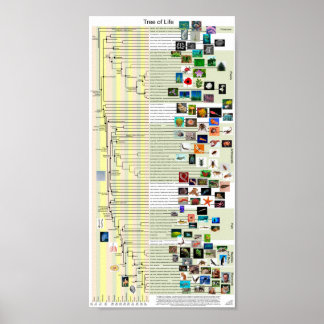 Poster van de evolutie van de levensloop