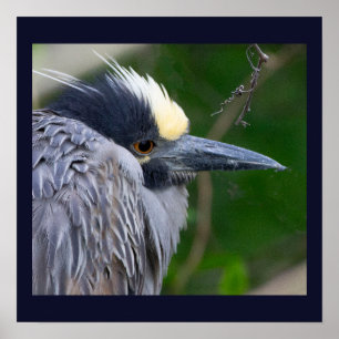 Poster van de Geel-volle Night Heron