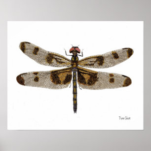 Poster van de gepantserde Pennant Dragonfly Art
