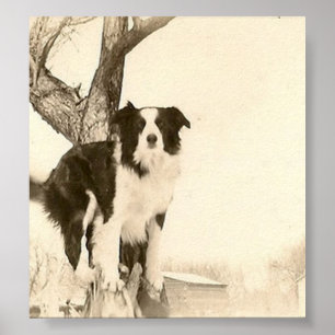 Poster van de Grens Collie