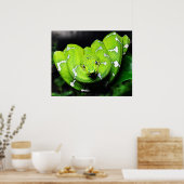 Poster van de grote groene boomslang (Keuken)
