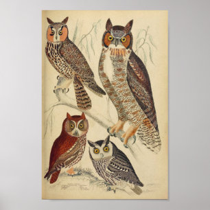  Poster van de Illustratie van de Owl