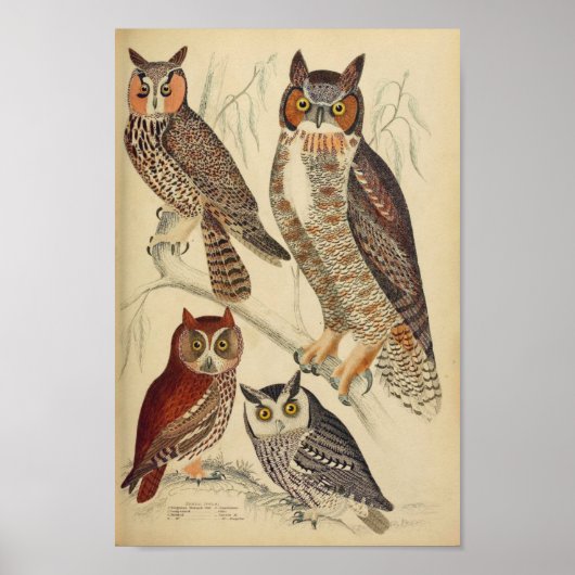  Poster van de Illustratie van de Owl (Voorkant)