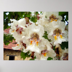 Poster van de Indische Bean Tree Flowers