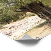 Poster van de Israëlische olijventeelt (Hoek)