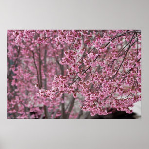 Poster van de Japanse Cherry Blossom