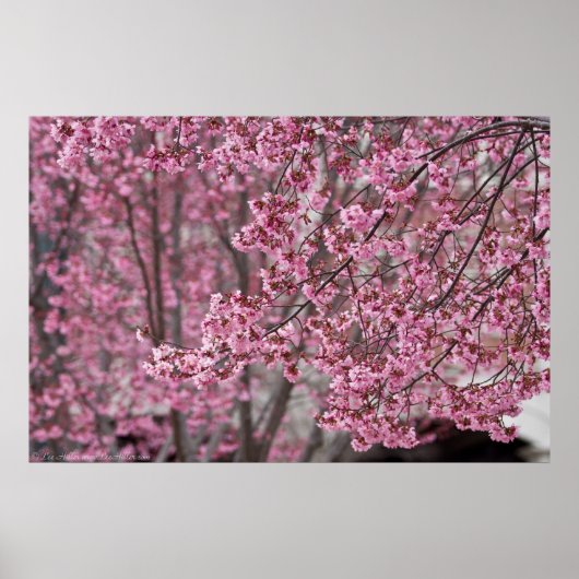 Poster van de Japanse Cherry Blossom (Voorkant)