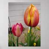 Poster van de mooie rode Tulp-ventilator (Voorkant)
