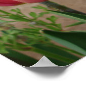 Poster van de mooie rode Tulp-ventilator (Hoek)