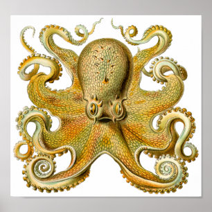 Poster van de octopus van Ernst Haeckel